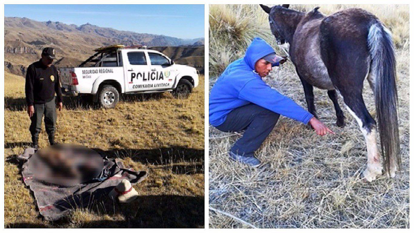 Caballo arrastra a menor de seis años hasta matarlo en Cusco