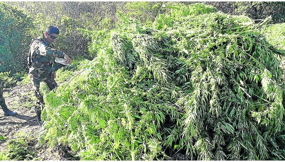 Erradican 20 mil plantones de cannabis