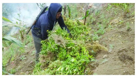 Incineran 26,833 plantones de marihuana en provincia de Pallasca