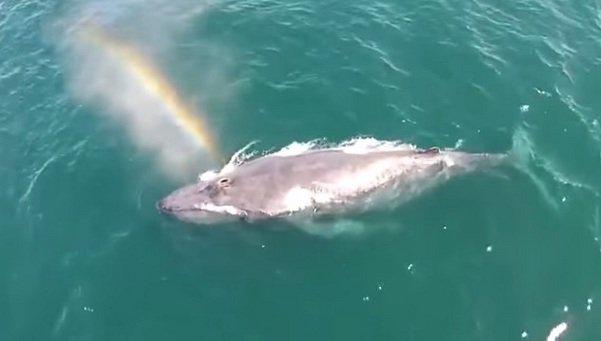 Drone graba a una ballena lanzando un arcoíris (VIDEO)