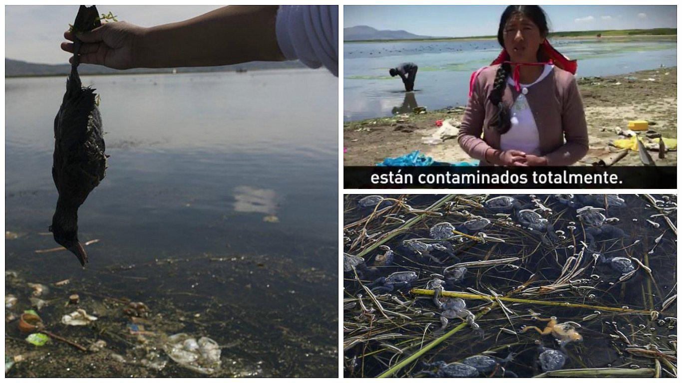 ​Titicaca, el mítico lago inca, ahogado por la contaminación (VIDEO)