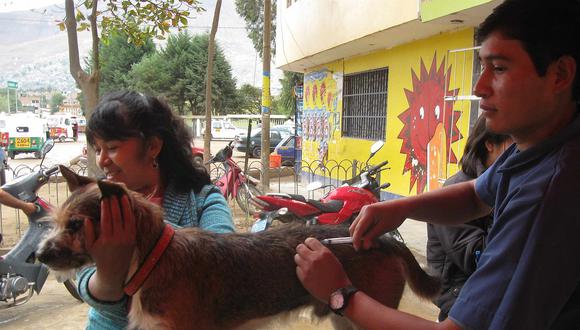 Huánuco: ​esterilizarán a canes por reproducción incontrolable