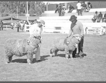 Ovinos raza Junín
 destacan en Yauris