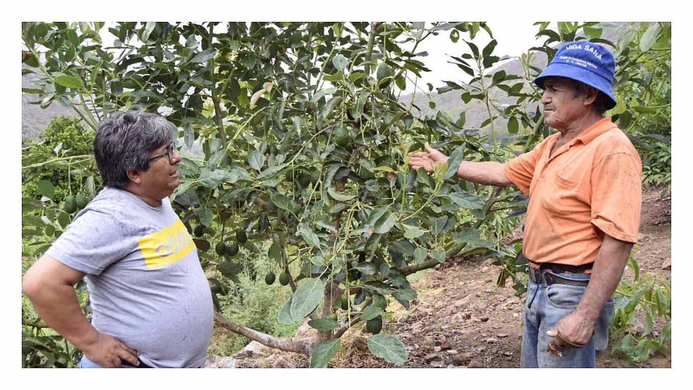 La Libertad: Impulsan cultivo de palta hass en el nororiente del país