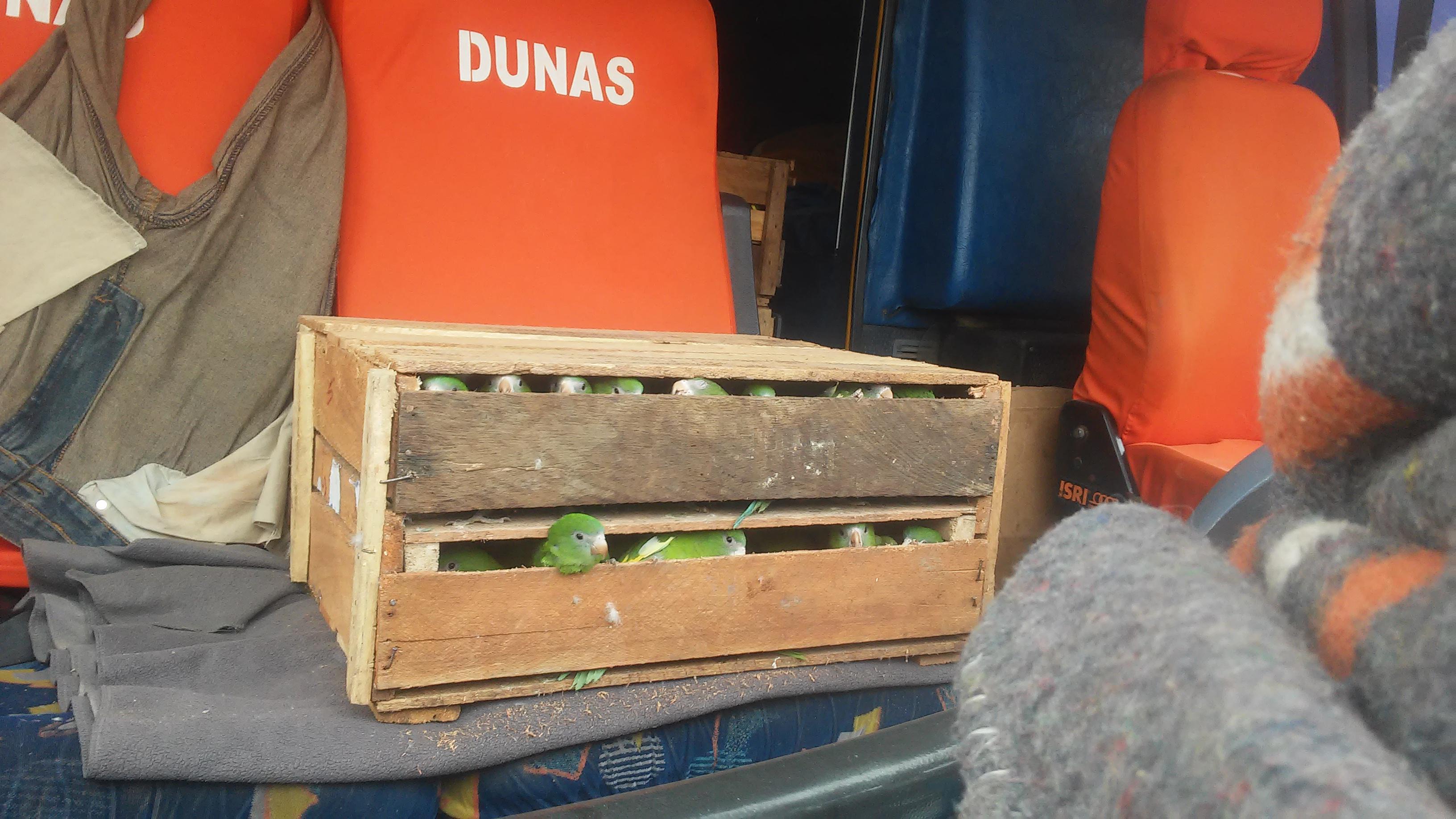 Decomisan 20 aves silvestres que vendían a 15 soles 