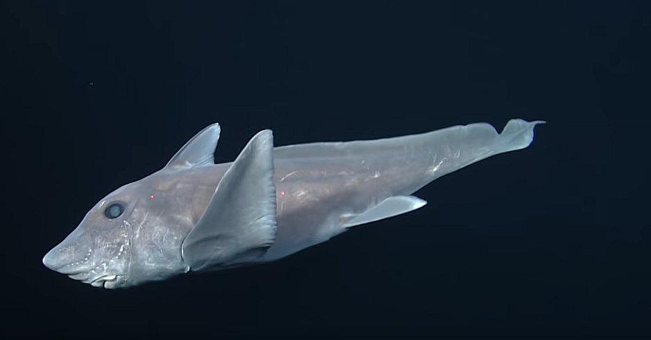 VIDEO: Captan por primera vez a tiburón fantasma