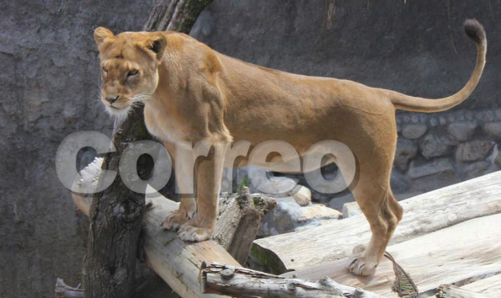 El nuevo parque para los animales en el zoológico de Huancayo (FOTOS)