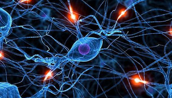 Descubren el mecanismo que utiliza el cerebro para eliminar neuronas muertas