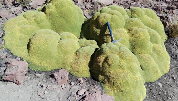 Azorella compacta: planta permite determinar la edad histórica de erupciones volcánicas (Foto: Ingemmet)