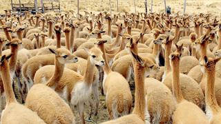 Cusco: buscan repoblar alpacas en las provincias de Urubamba y Canchis (FOTOS)