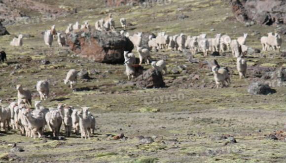 Carne de alpaca combate desnutrición y friaje