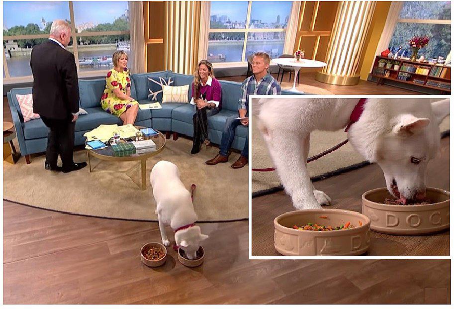 Mujer jura que su perro es vegetariano y este la deja en ridículo en vivo (VIDEO)