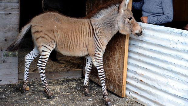 Nace cría de cruce entre cebra y burro y Disney quiere comprar su imagen 