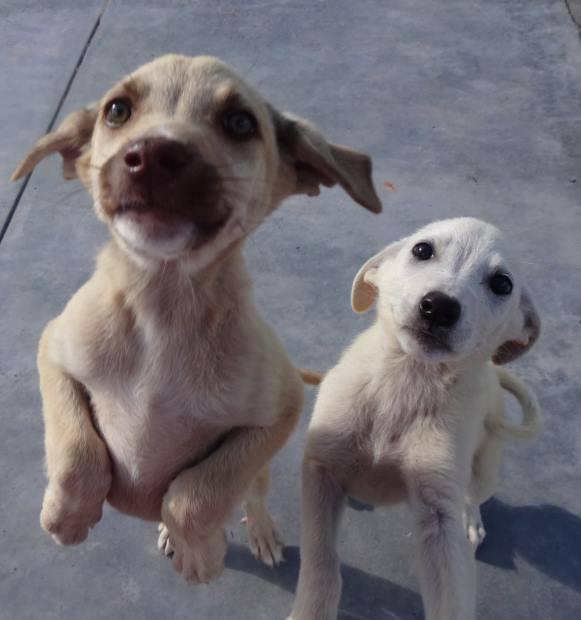 En Ayacucho saludan debate sobre Ley de Protección Animal