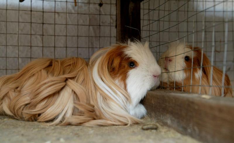 La crianza de cuyes sacaría de la pobreza a familias rurales