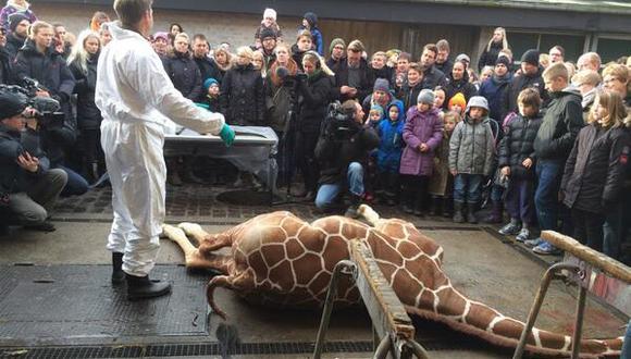 Dinamarca: indignación por posible sacrificio de otra jirafa