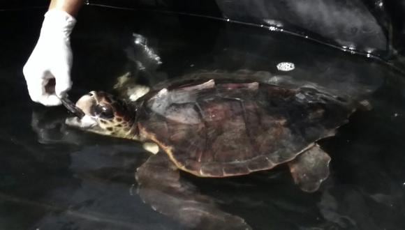 Tacna: Salvan a tortuga marina en peligro de extinción 