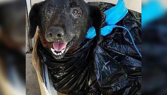 Facebook: Perrita es abandonada por sus dueños dentro de una bolsa de basura (VIDEO)