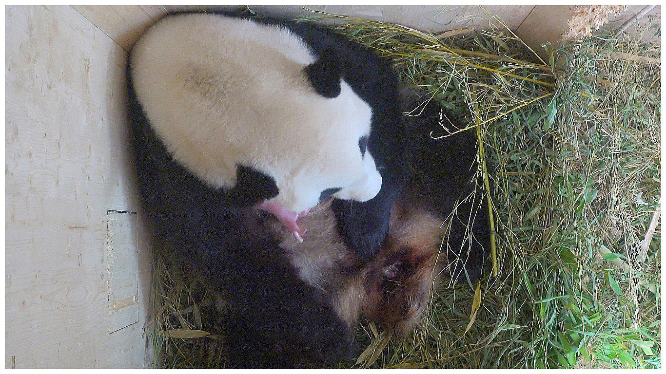 Viena: Nace oso panda gigante tras inseminación natural