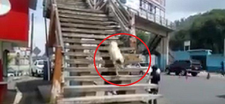 Perro "da ejemplo" a peatones que no utilizan puente peatonal (VIDEOS)