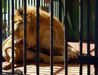 León mata a una voluntaria en un zoológico californiano
