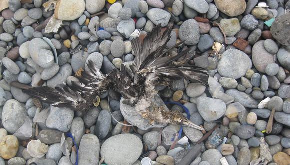 ​Animales muertos y más de 60 toneladas de basura fueron recogidos en la Playa Carpayo
