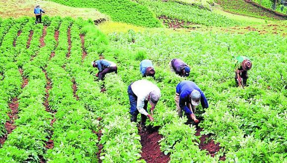 Piden seguro agrario para agricultores de la región