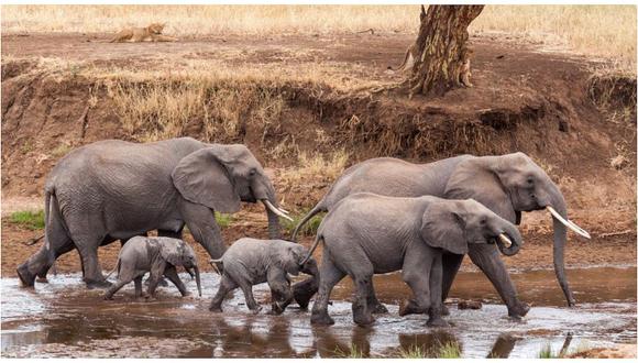 Elefantes de la mayor reserva del África se extinguirán en los próximos 6 años