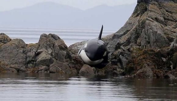 Video: Rescatan a orca que lloraba varada entre las rocas