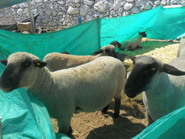 Candarave: Se extingue cordero de "cabeza negra"