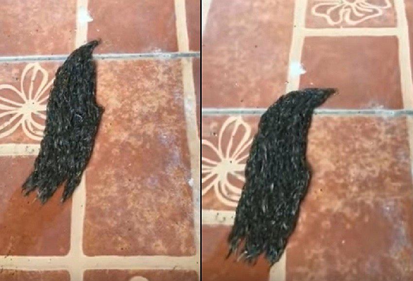 Youtube: Cibernauta graba a un elemento extraño moverse [VÍDEO]