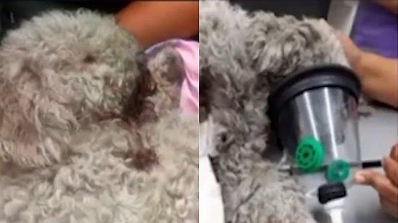 Perrito fue lanzado desde un cuarto piso y le arrojaron piedras cuando estaba en el piso (VIDEO)