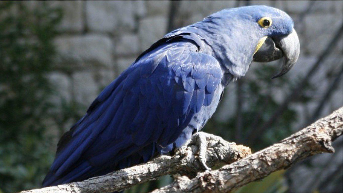 Nace ejemplar de guacamayo azul, especie que se consideraba como extinta en el mundo