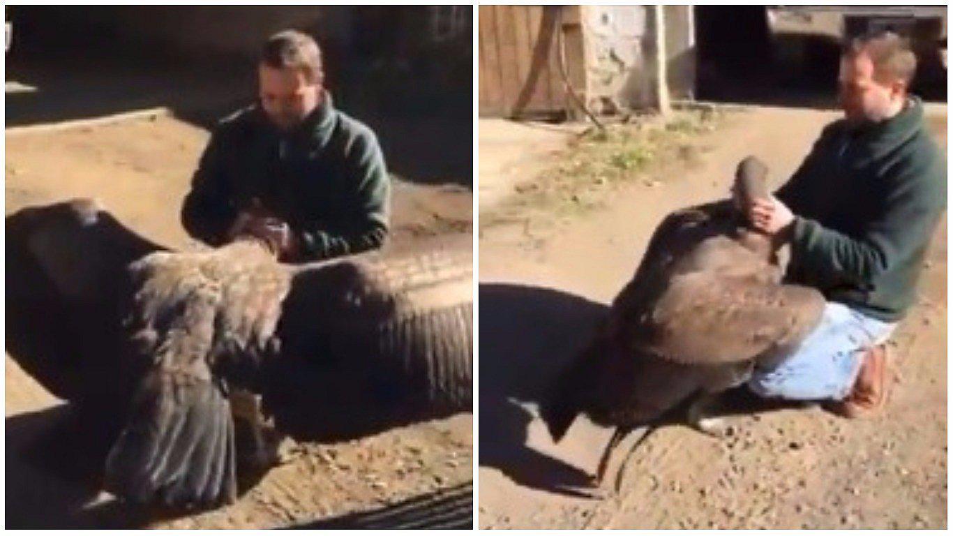 ​Facebook: el emotivo reencuentro entre un cóndor y el joven que le salvó la vida (VIDEO)