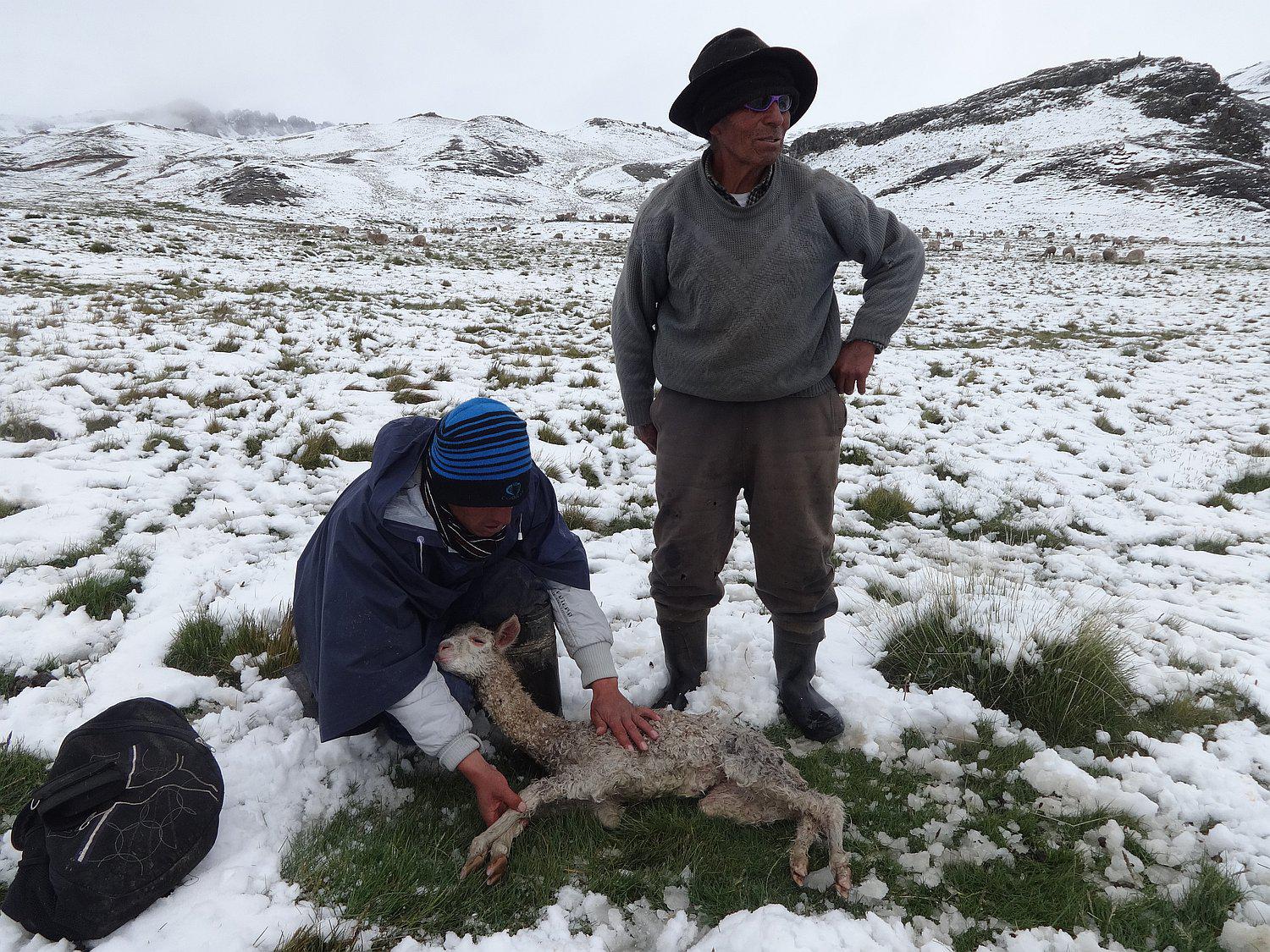 Ante heladas y nevadas declaran 14 distritos de Huancavelica en emergencia 