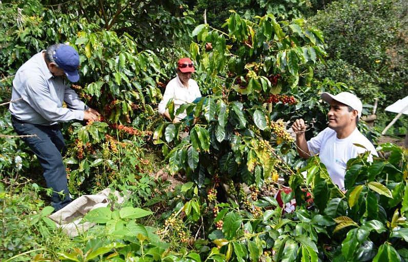 Café puneño ahora en busca de conquistar una vez más París 
