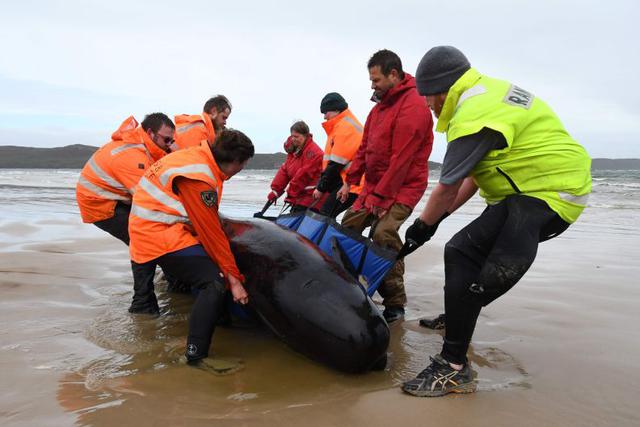 Imagen del 22 de septiembre de 2020 que muestra a los rescatistas trabajando para salvar una manada de ballenas varadas en una playa en Macquarie Harbour en la escarpada costa oeste de Tasmania.  (Foto: AFP / Brodie Weeding / The Advocate)