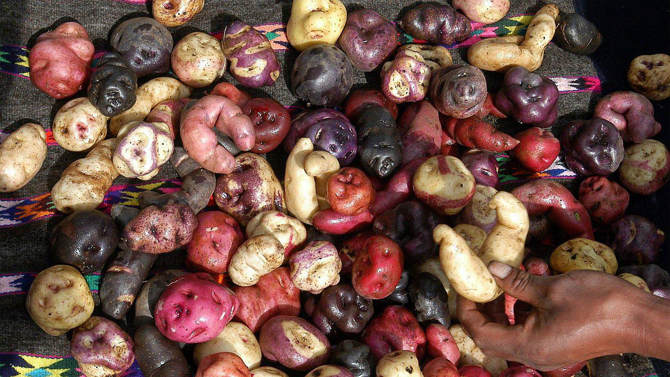 Papas nativas: Conoce sus beneficios curativos sobre el cáncer y otras enfermedades