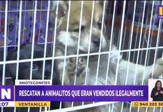 Rescatan a cachorros mal alimentados que iban a ser vendidos de manera ilegal a 600 soles, en Ventanilla