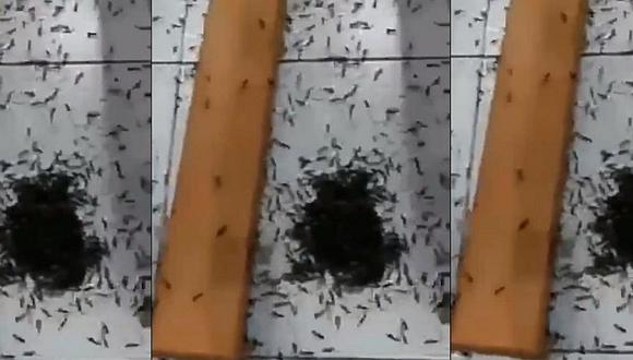 Hormigas voladoras invaden durante misa en Chimbote (VIDEO)