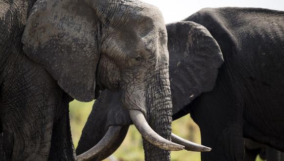 Catorce elefantes fueron envenenados en parques nacionales de Zimbabue