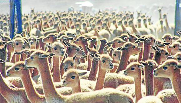 Incrementan los cazadores furtivos de vicuñas