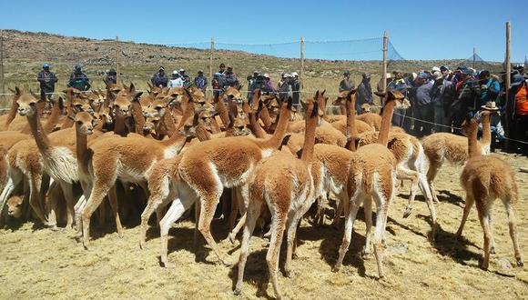 Tacna: comuneros de Palca harán primera esquila de vicuñas 