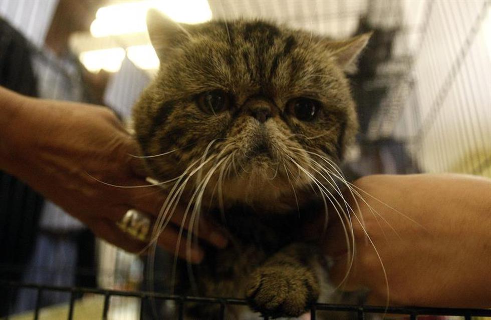 VI Exposición Internacional Felina: Conoce a los gatos participantes (FOTOS)