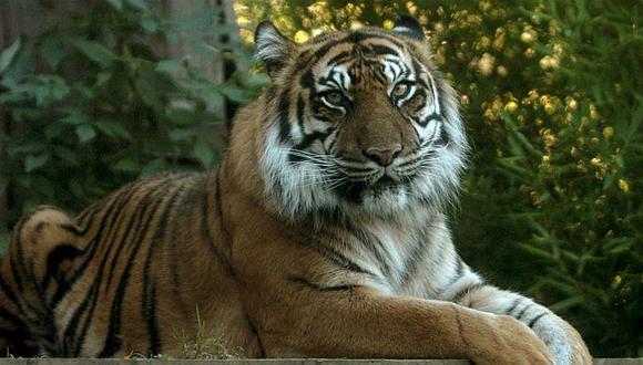​Holanda: Tigres escapan de santuario y población cercana teme ataques