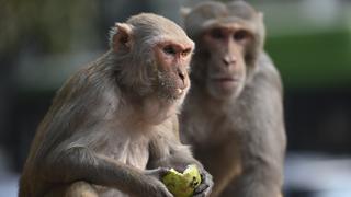 India: Monos se llevan a un bebé de dos meses y lo ahogan en un tanque de agua