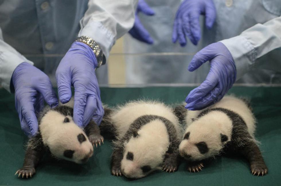 Así lucen los únicos pandas trillizos del mundo (FOTOS)