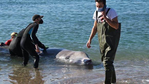 La ballena se encuentra desde esta mañana inmóvil a escasos metros de la arena, donde fue examinada por el veterinario Pantelis Sarris, del Centro Helénico de Rescate y Atención de Mamíferos Marinos “Arion”. (Foto: ARIS MESSINIS / AFP)