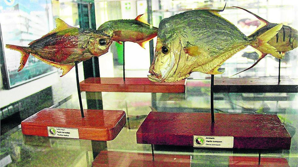 Conociendo la riqueza del mar (FOTOS) 