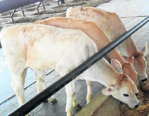 Facultad agraria de UNT impulsa varios proyectos